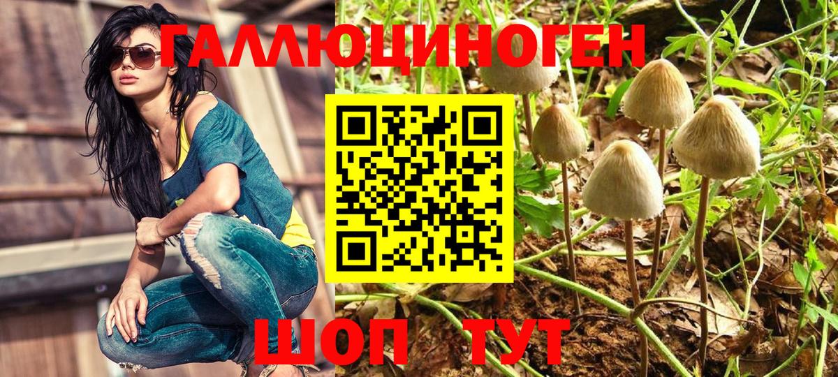 Галлюциногенные грибы Psilocybe Нефтеюганск
